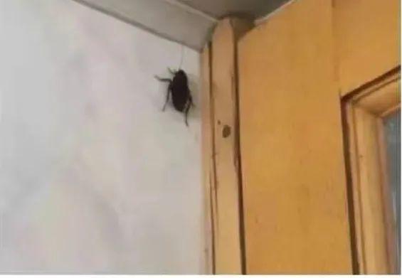 广东蟑螂这么可怕,就没人能治得了它们吗?