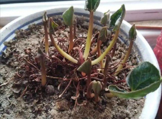 夏天仙客来要睡觉按照3个要求管理秋天就能长新芽