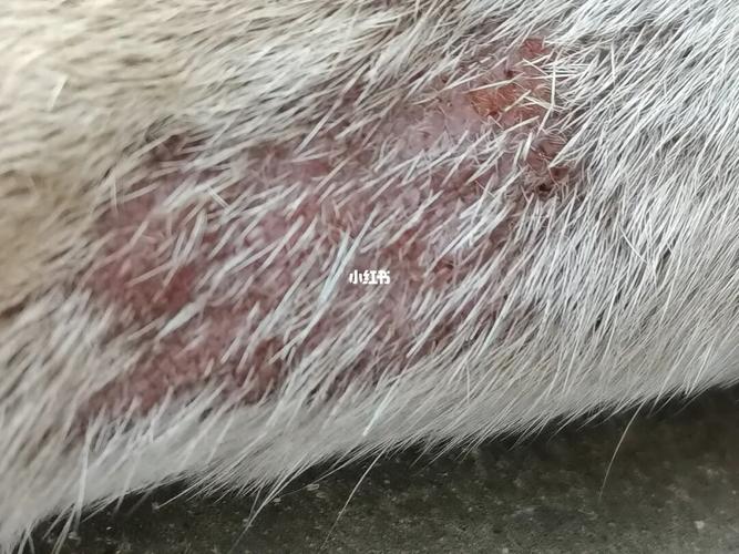 狗子皮肤病!真菌?螨虫?湿疹?_螨虫_皮肤病_湿疹_脱毛
