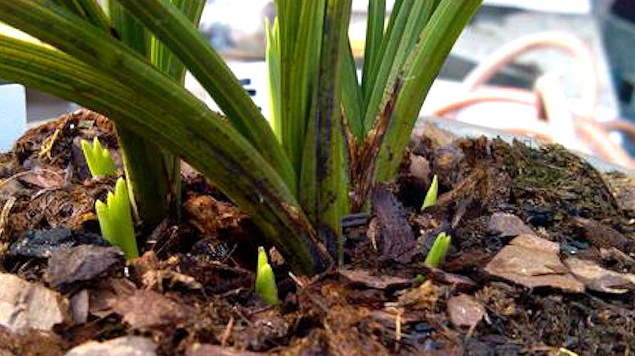 怎样促使兰花发芽