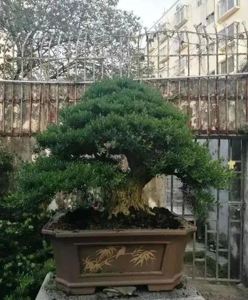 而黄杨盆景虽造型难 年功要求高,一旦成景,就不容易变形,真正可谓"