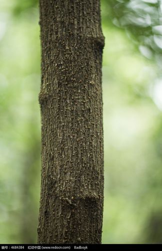 树皮表面粗糙纹理微距