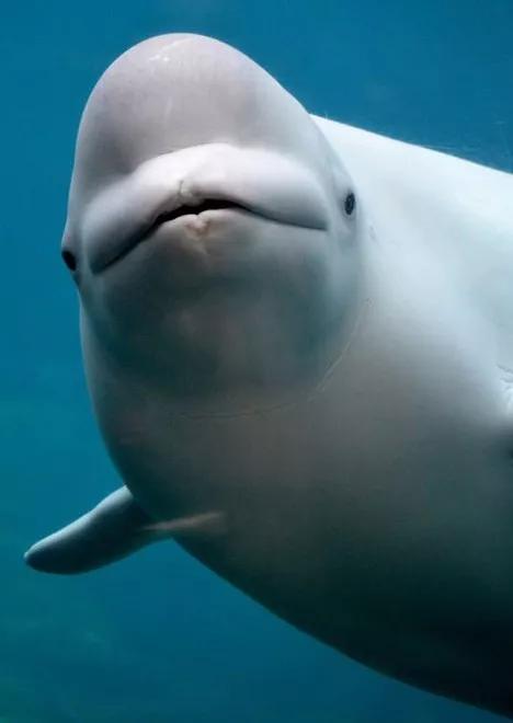 国际生物多样性日特辑100种各具特色的动物