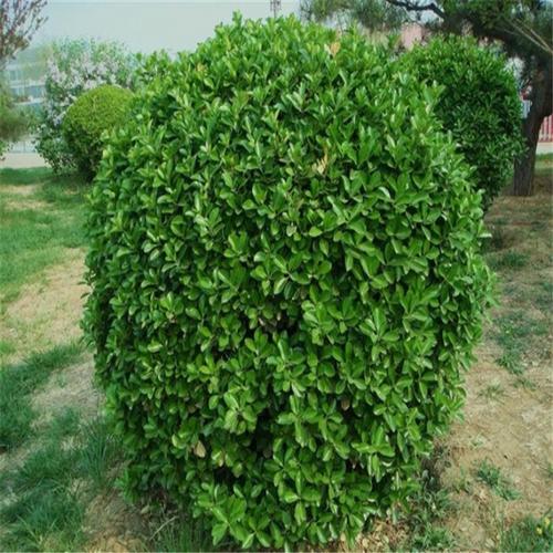 冬青种植基地现货供应60公分高护坡绿化四季常青冬青苗批发