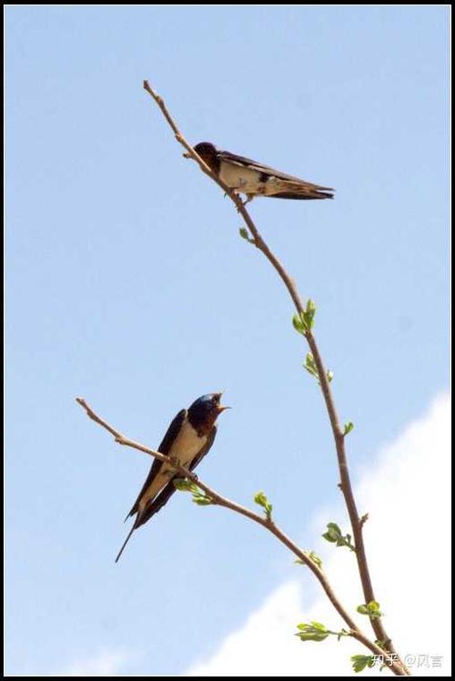 如果老燕子死了第二年回来的燕子是它的后代吗