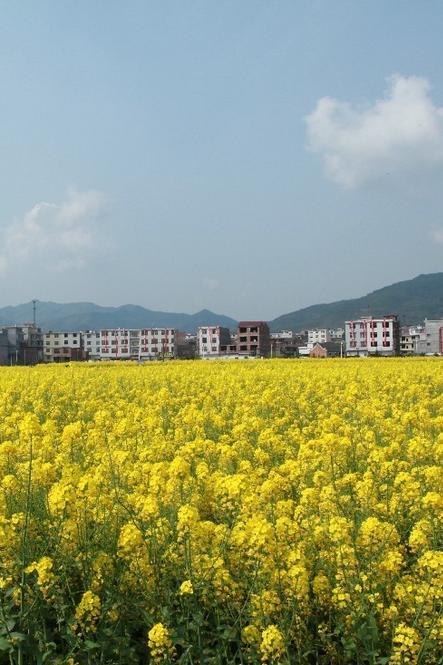  p>坊楼镇地处江西省萍乡市莲花县北部,属江西省重点镇,是莲花县的