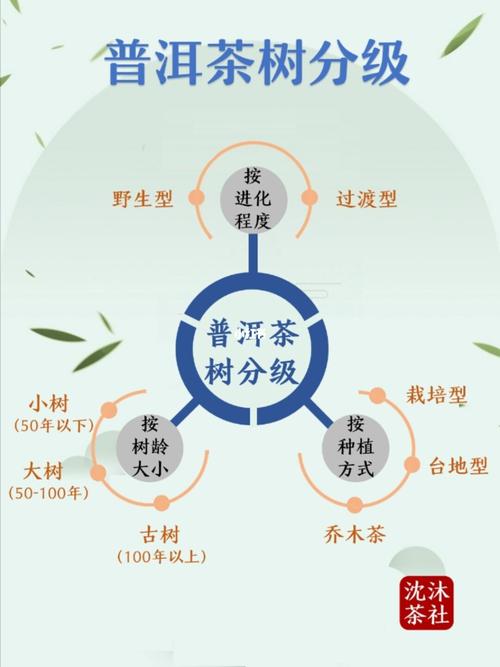 普洱茶知识超全分享91茶人get建议收藏_普洱茶_茶文化_冰岛_米汤