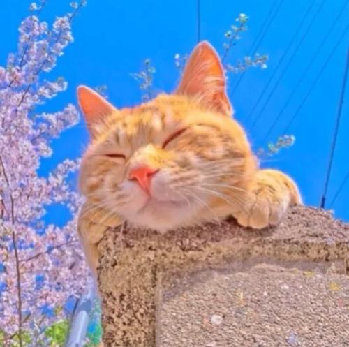 治愈系猫咪头像,你喜欢吗