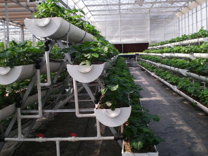 栽培椰糠栽培无土栽培植物工厂无土栽培高架草莓前沿科技展示区exhibi