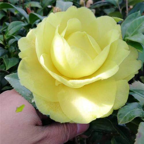 正黄旗茶花树苗盆栽绿植室内阳台客厅花卉纯黄色系名贵品种包邮