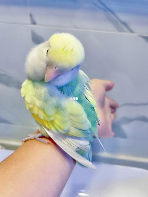 洗澡的大日子,放飞自我的一小只.牡丹鹦鹉 花桃