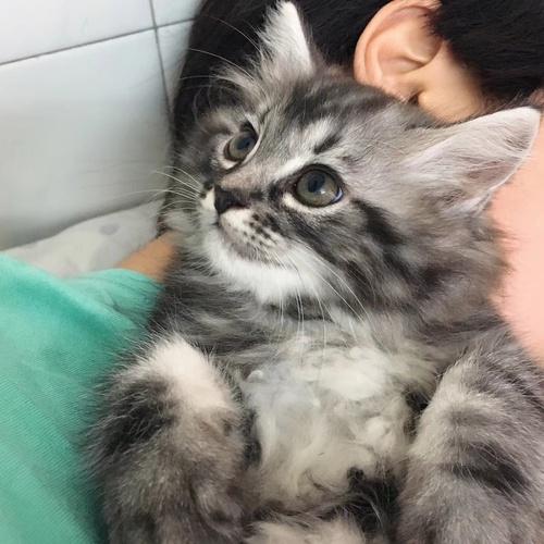 自家繁育美短高地长毛猫两个月小猫