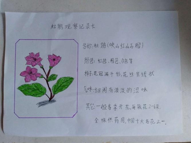小贝壳植物记录卡
