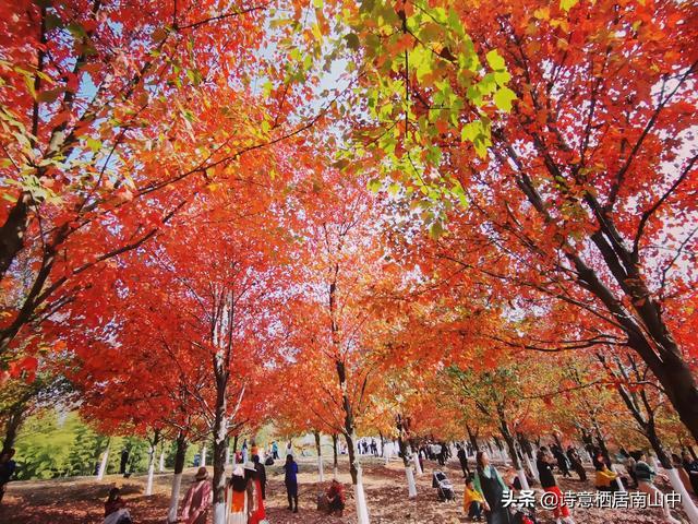 华科文华学院枫叶火红秋天最后的美景