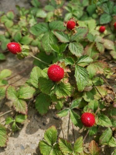 野草莓(覆盆子)
