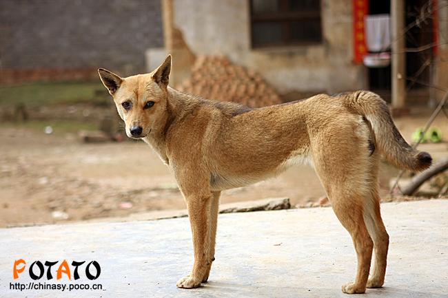 土狗也疯狂-温顺篇