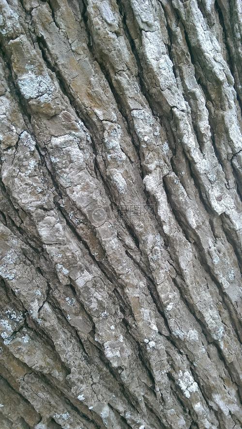 新浪微博  花瓣 举报 标签: 木树干树皮棕色森林粗纹理表面树干图片