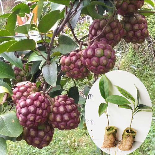 老虎布福娜新品种水果果苗爬藤酒饭饭团南方北方果树