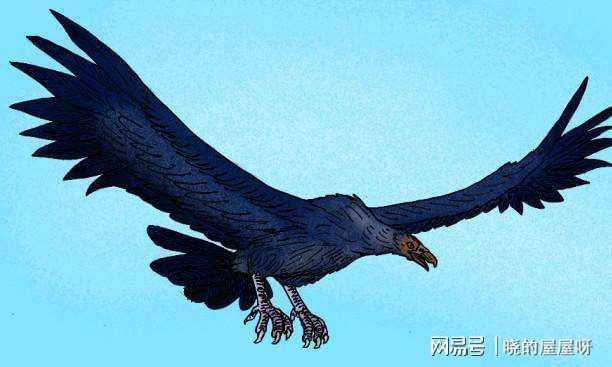 根据生物学家统计发现,目前世界上体型最大的鹰隼是安地斯秃鹫,它身长