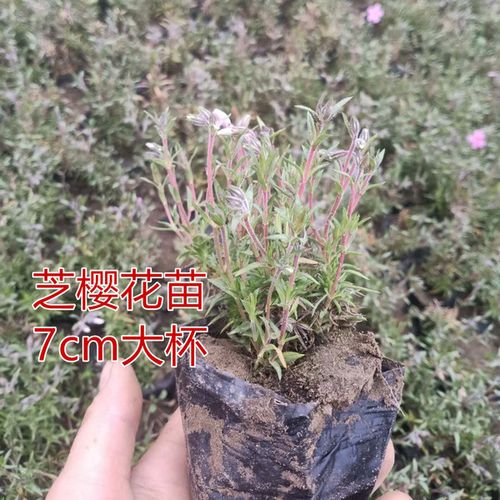 购客芝樱花苗丛生福禄考花苗四季易种花苗庭院绿化工程绿化耐寒耐旱苗