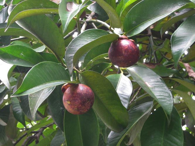 【预售40元/3斤】泰国进口山竹6a 新鲜(大个!)山竹果