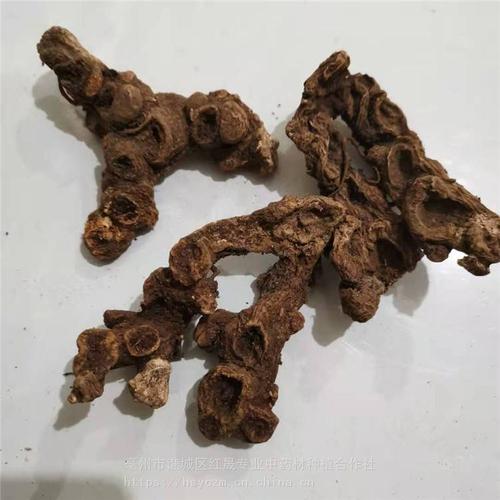 同属植物川八角莲分布四川,云南,贵州.