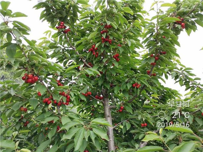 辽宁车厘子大樱桃苗图片