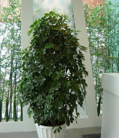 鸭掌木用什么肥长的最快?加点"臭肥"贼油绿