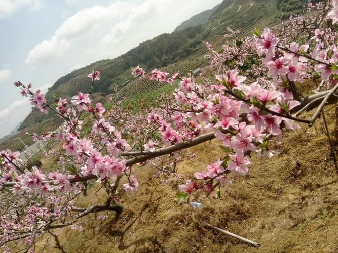 际面桃花胜百花2019春古田际面村赏花记