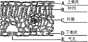 如图是蚕豆叶横切面,清注出各部分的名称.