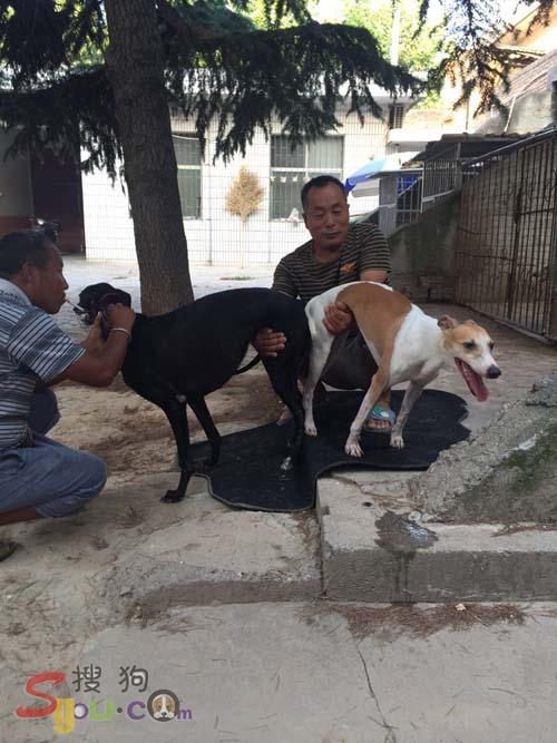 美系惠比特种公犬"这儿来"(dgelai usa)与陕西省格力犬大腕车俊民之"