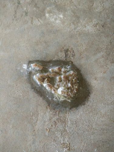 我的鸽子总是拉这样的水便,是不是毛滴虫球虫导致,请大师指导!