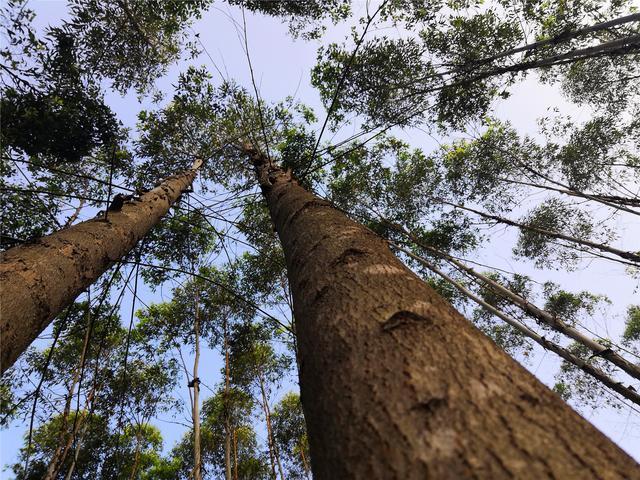 从"摇钱树"到"妖魔树",广西桉树到底该何去何从