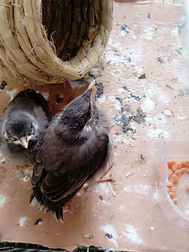 请帮忙鉴定下这是八哥还是乌鸦,或什么别的鸟?