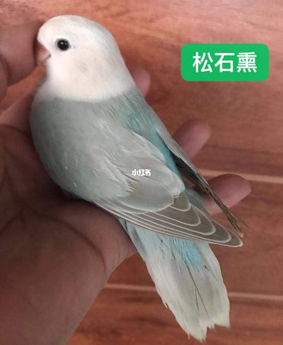 桃面类牡丹鹦鹉～松石熏衣草_牡丹_松石_手养牡丹鹦鹉