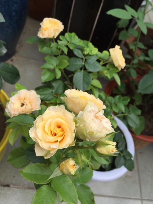 我的月季|古董小蕾丝&法国莫奈·2016