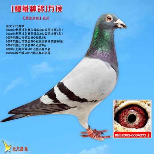开尔鸽业忍痛厚葬重金引进种鸽 - 中信网铭鸽展厅新闻