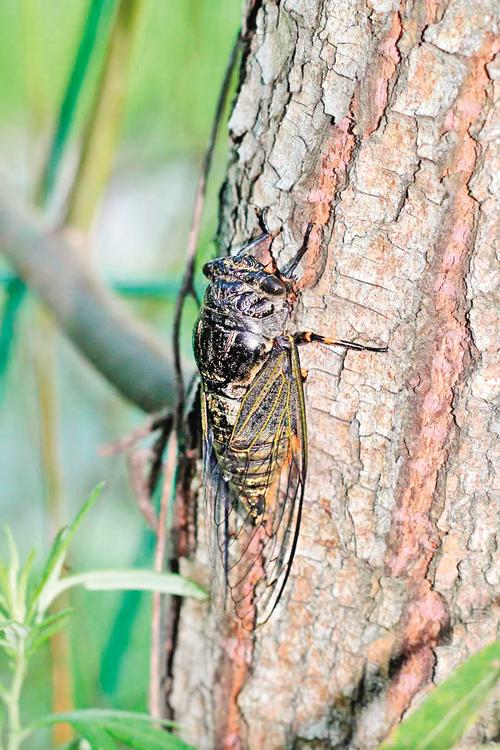 松寒蝉,体型中等,圆筒状,体色墨绿, 腹瓣短,叫声复杂,特征明显的是