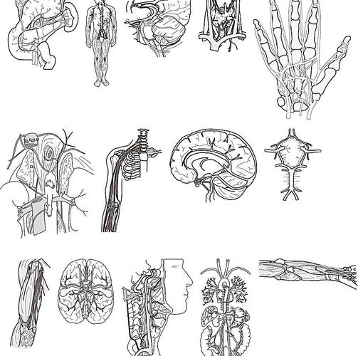 简笔画血液循环 (第3页),简笔画血液循环图片大全,内容有根据下面人体