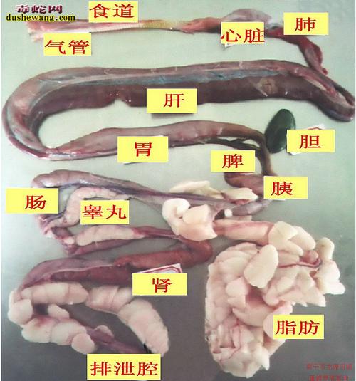 【蛇器官图解】蛇解剖图