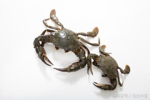 三疣梭子蟹的产卵和抱卵