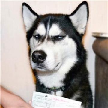 逗比动物欢乐多,动物头像图片-回车桌面