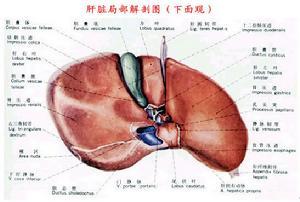 肝脏位于人体中的腹部位置,在右侧横隔膜之下,为于胆囊之前端且于右边