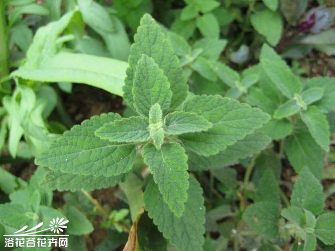 地蚕,多年生草本,高40-50厘米;根茎横走,肉质,肥大.茎具四槽.