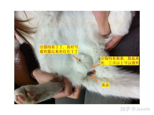 如何辨别猫咪公母