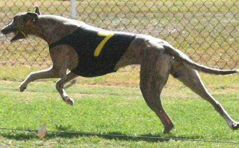 诺里斯 knocka norris,4813 26h - 格力犬yy--格力犬