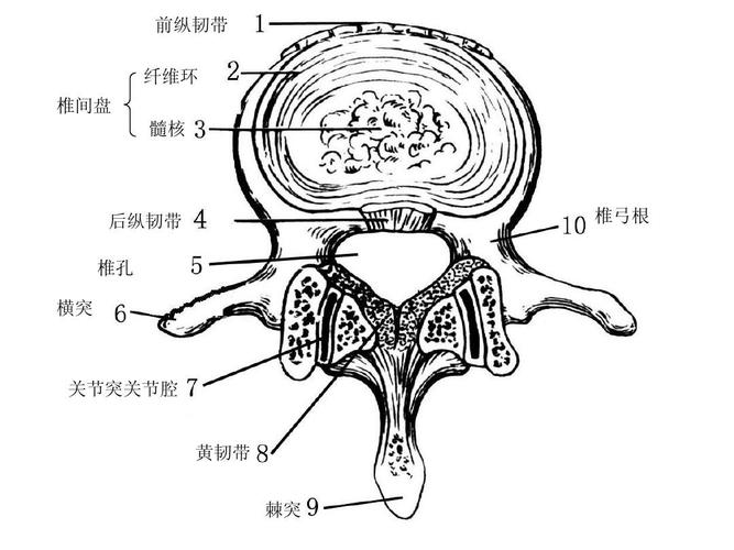 前纵韧带 纤维环 椎间盘 髓核 后纵韧带 椎孔 横突 椎弓根 关节突关节