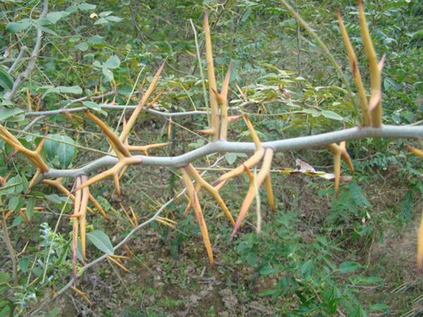 泌尿系统疾病难忍又难受,一种带刺的中药效果好!