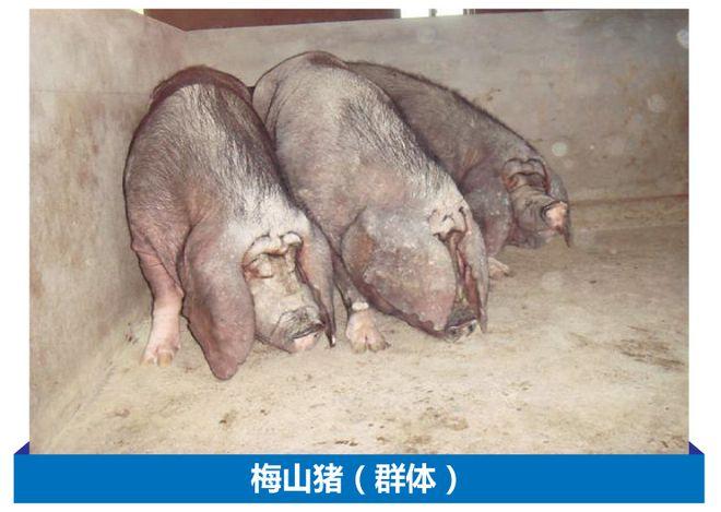 梅山猪二花脸母猪与大白,长白和杜洛克等外品种