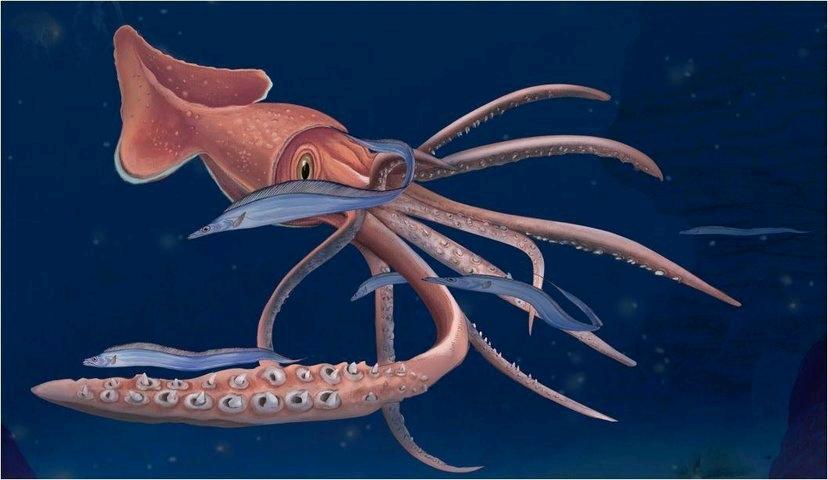 著名的大王乌贼(大王鱿)